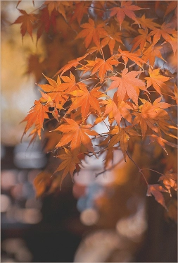 時をかさね、時をこえた「きょう」の魅力にであう。